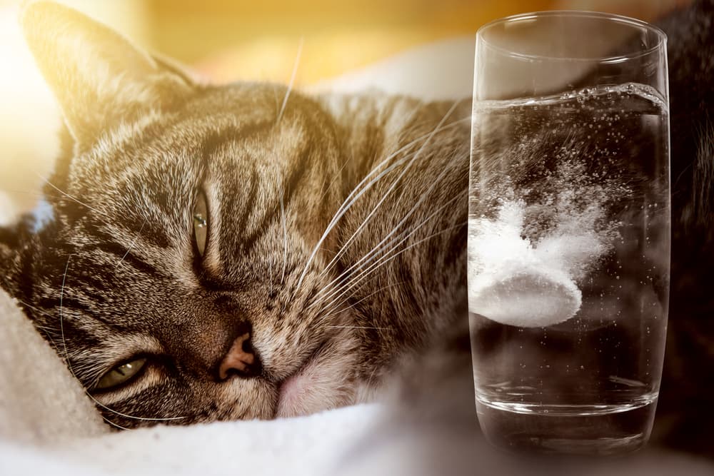 Paracetamol poisoning in cats