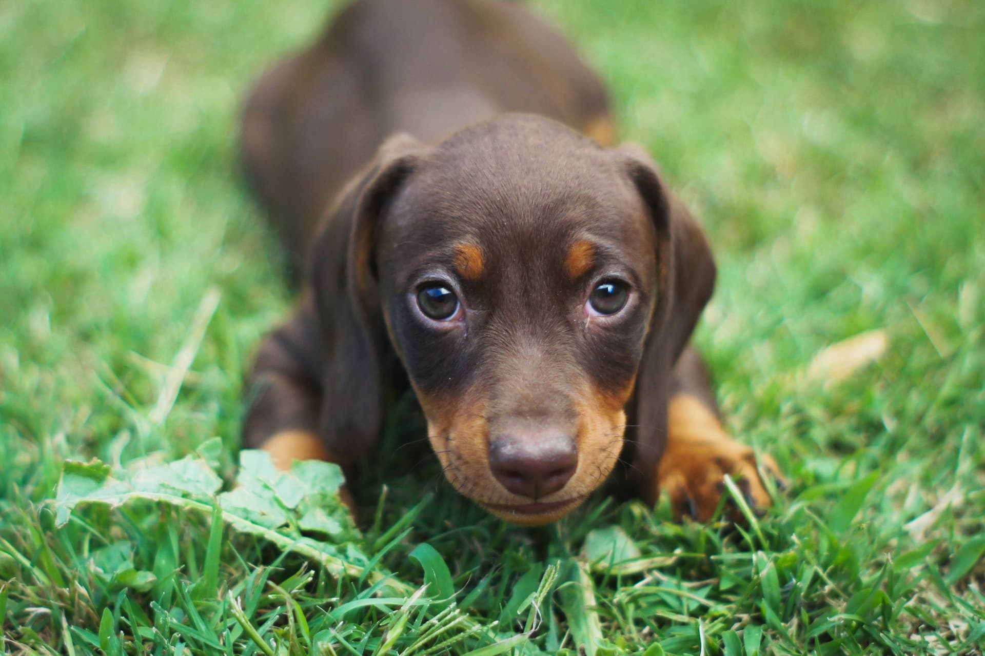 Dachshund puppy on grass