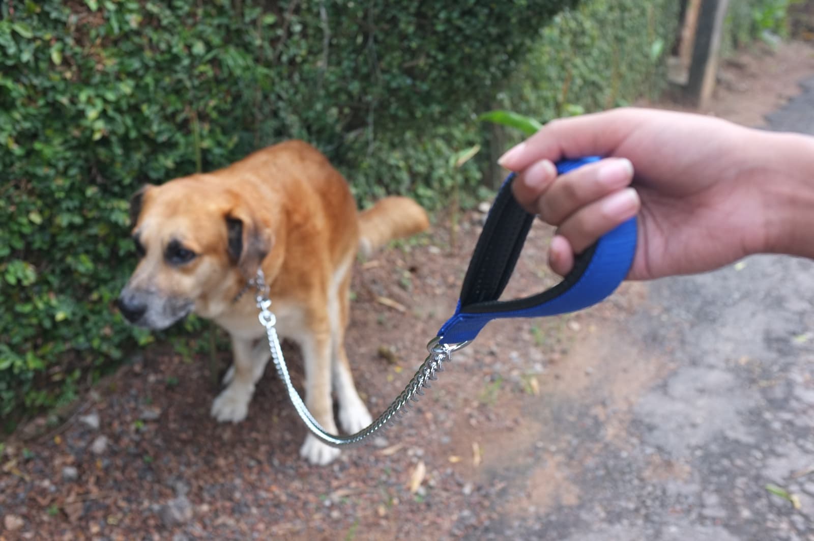 how-do-I-stop-my-dog-eating-poop