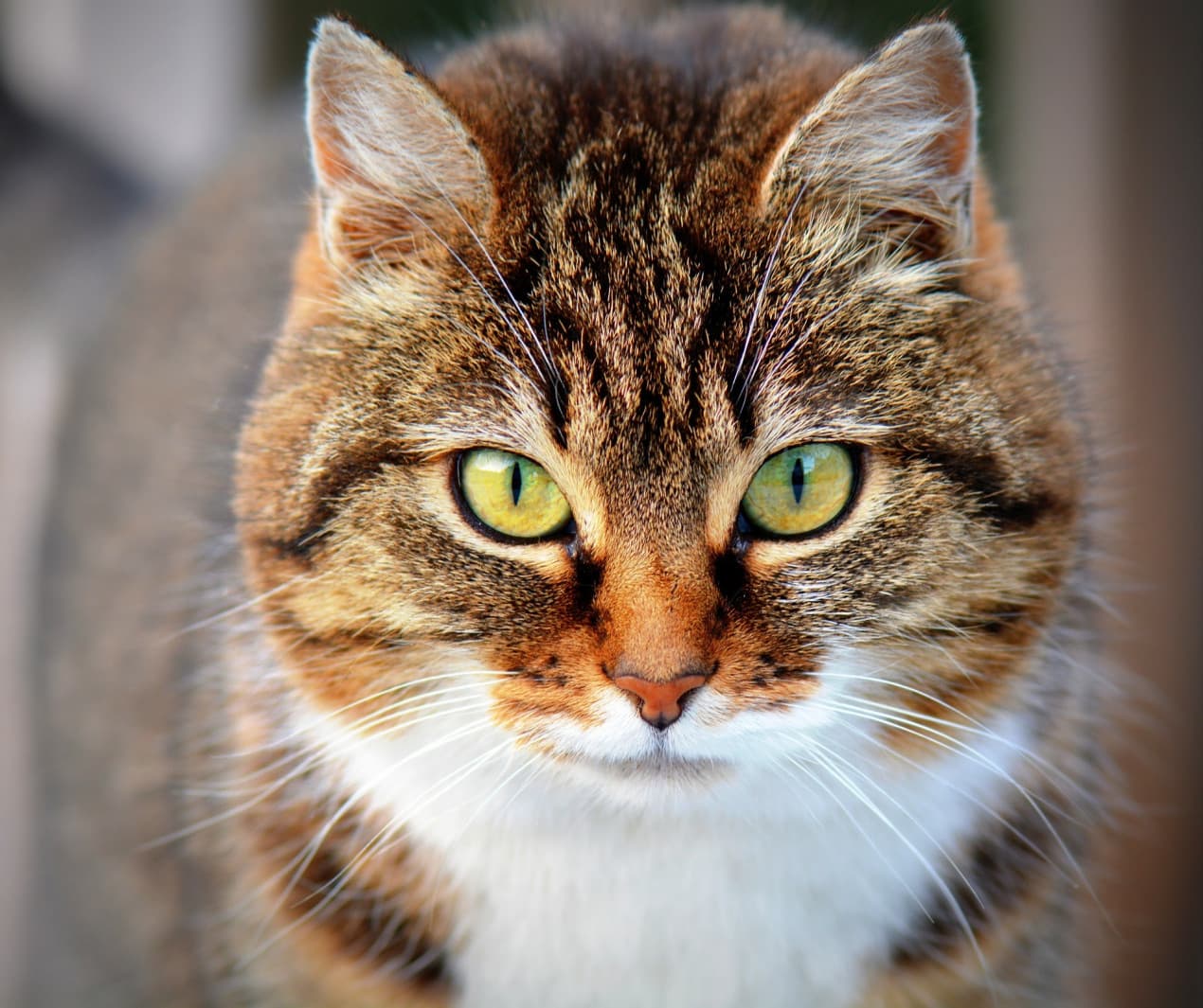 Cat close up