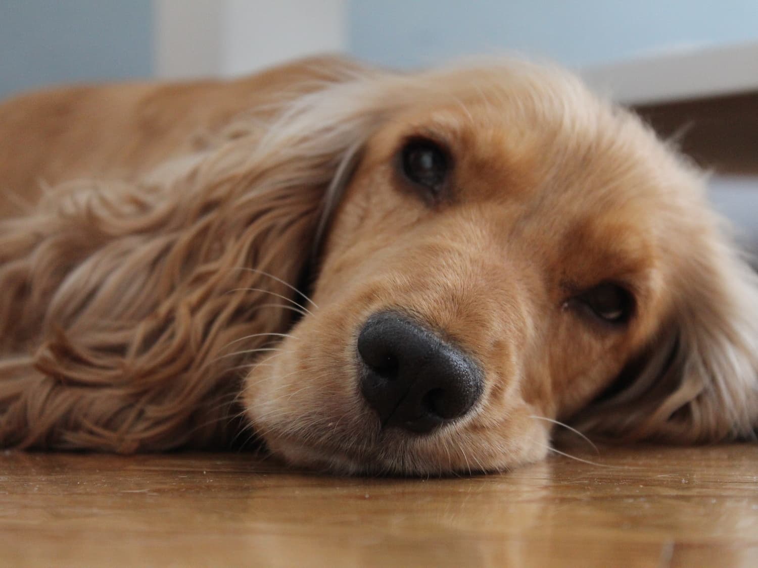 spaniel (2020/10)