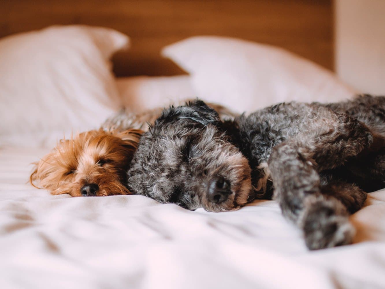 dogs on bed