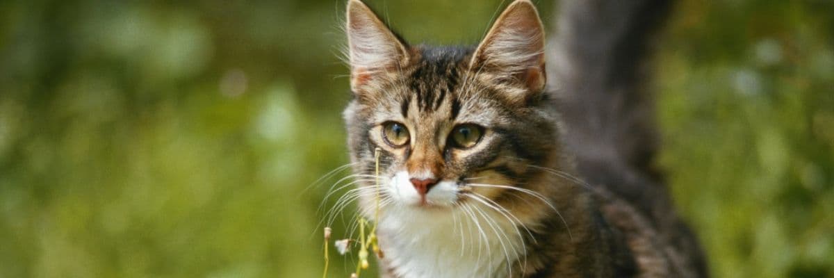 fluffy-tabby-cat-exploring-garden_banner