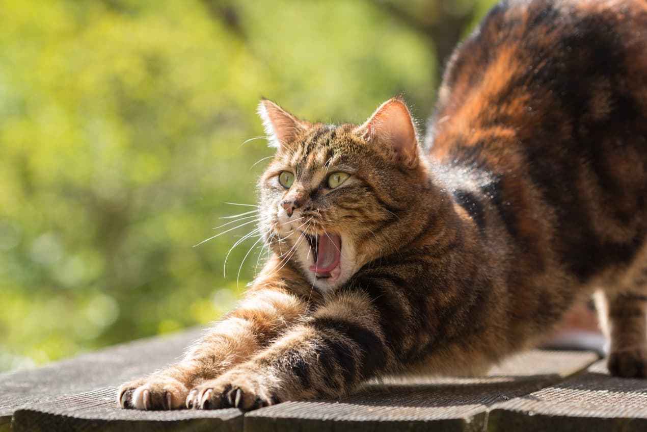Cat wound care