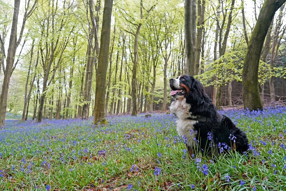 Dog in a garden with plants