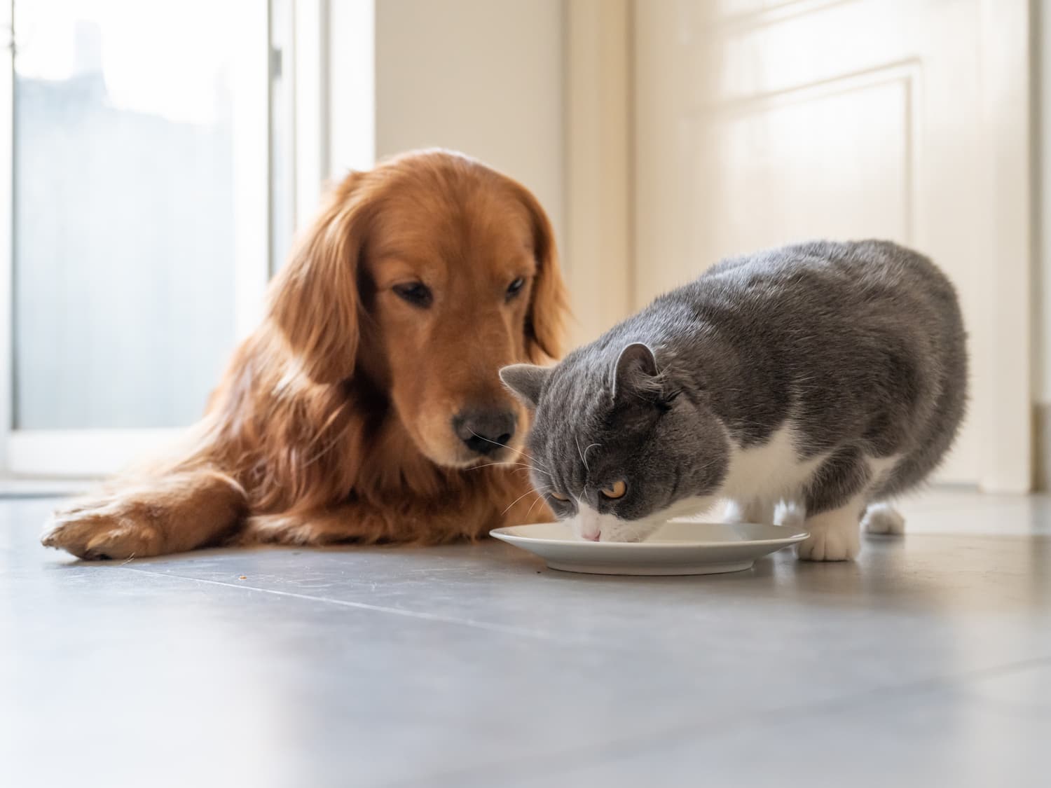 cat-eating-dog-watching