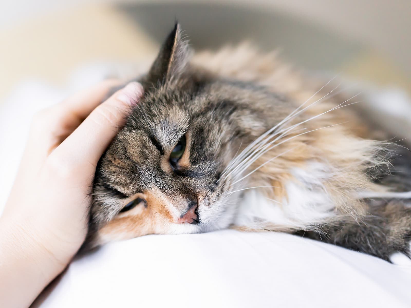 Transporting your pet in an emergency