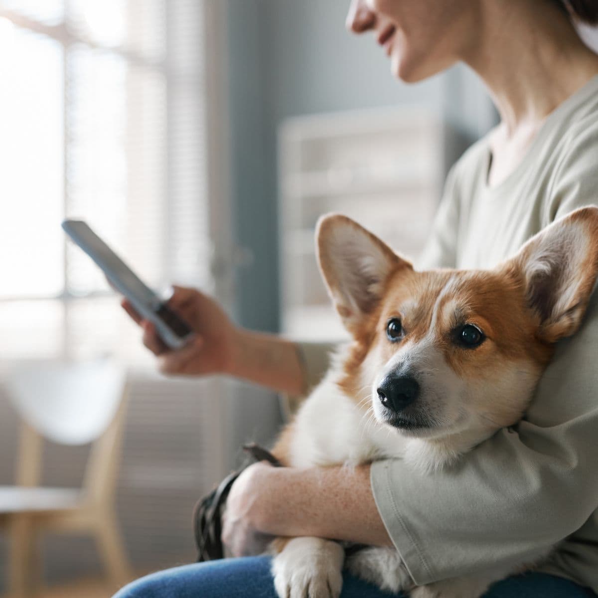 Woman holding a Corgi dog in her arm while interacting with a mobile phone