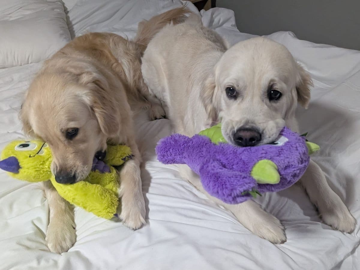 Blaise and Phoenix Rise From the Ashes: Two Dogs Saved… – body