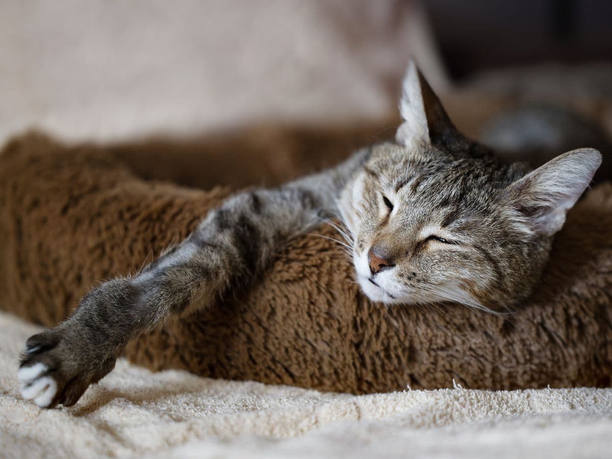 elederly_cat_basket