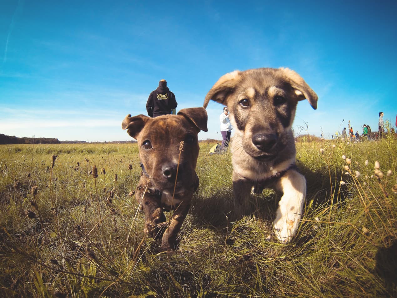 Spaying your dog hero