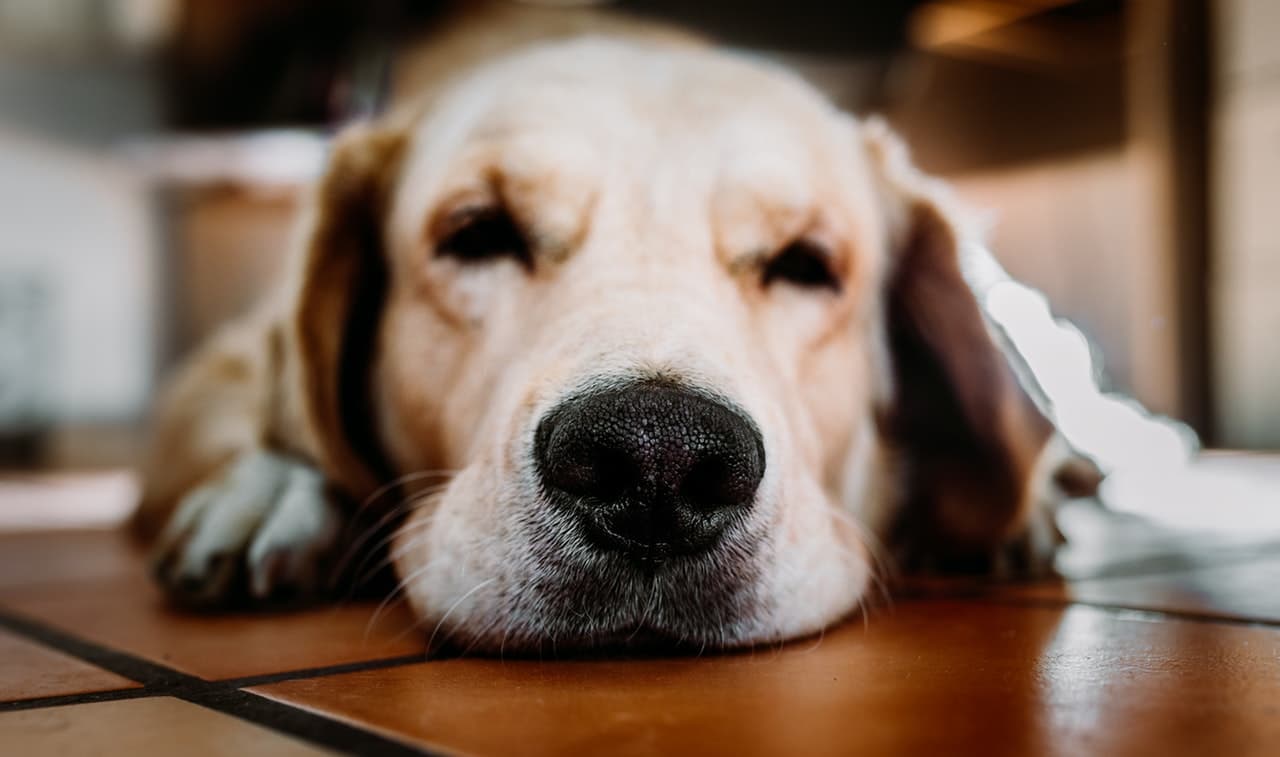 Dog incontinence and dog leaking urine