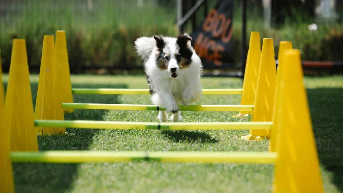 The best outdoor activities for you and your pet this Spring – hero