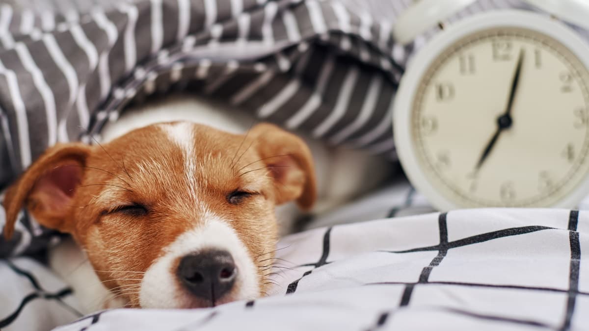 5 ways clocks changing might impact your dog – hero