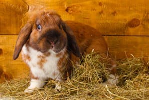 Brown and white rabbit sitting on a pile of hay