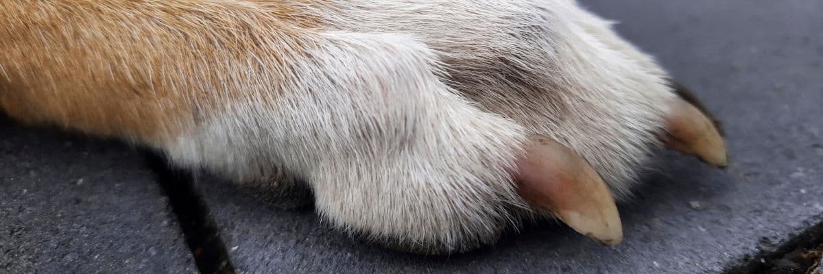 dog-paws-resting-pavement-banner