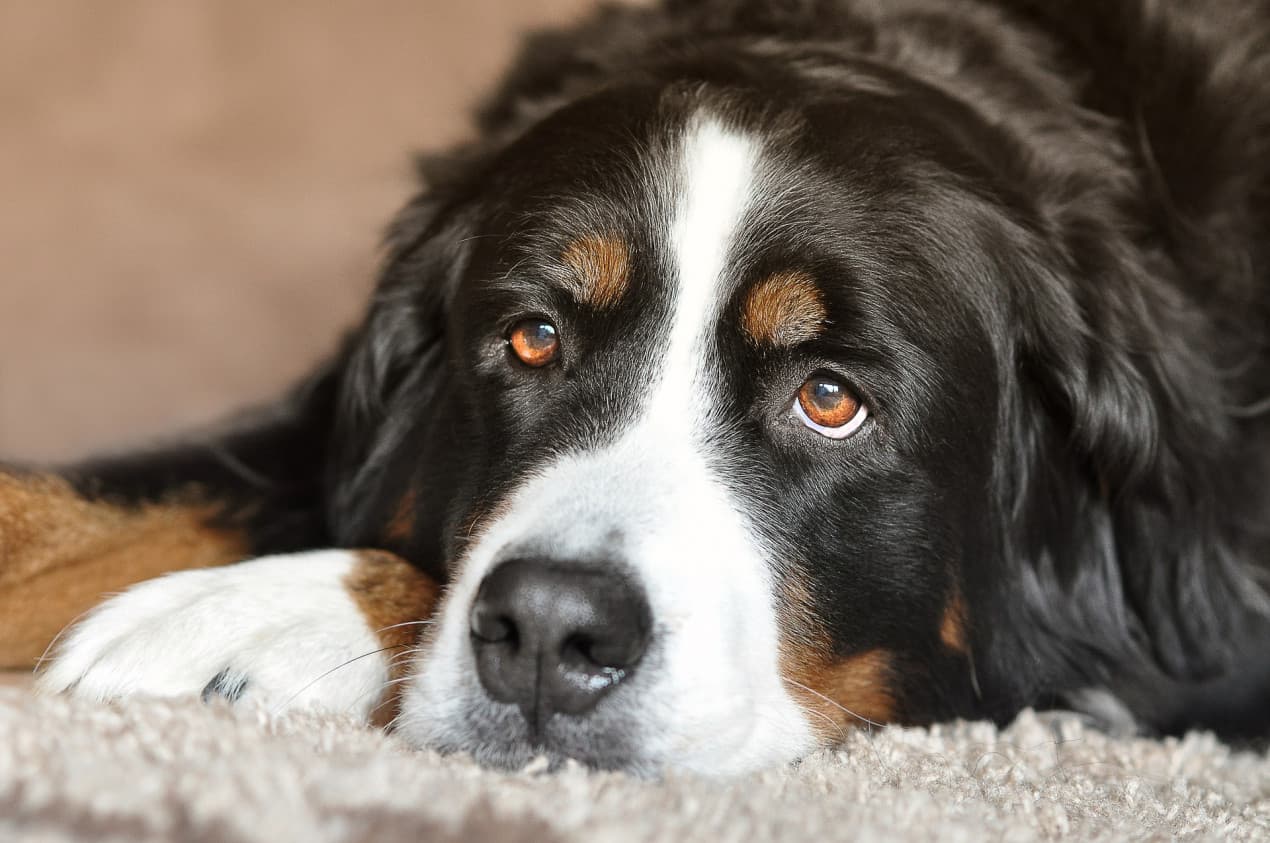 Dog broken nail hero