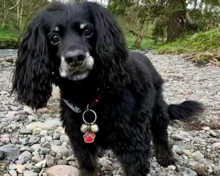 Vets warn of hidden dangers after Maizi’s dramatic drain… – body