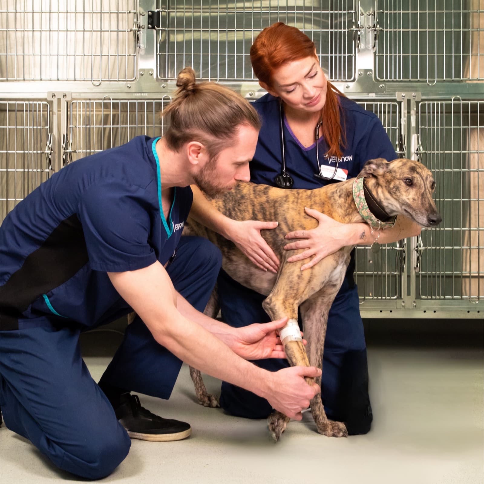 Two vets attend to a dog with a background of dog cages