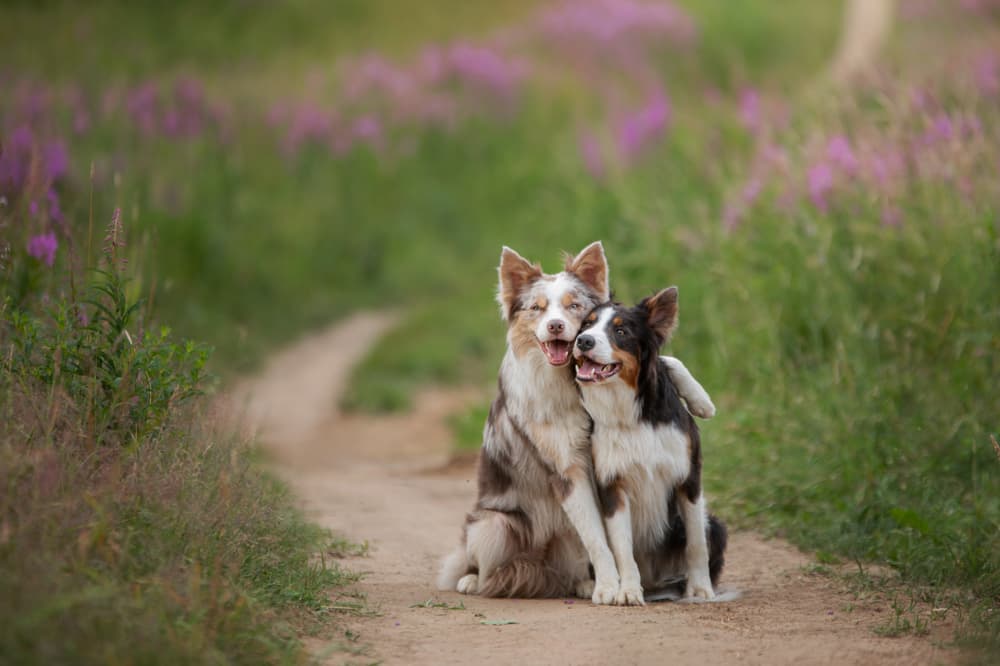 Accidental mating in dogs - inline (two dogs hugging)