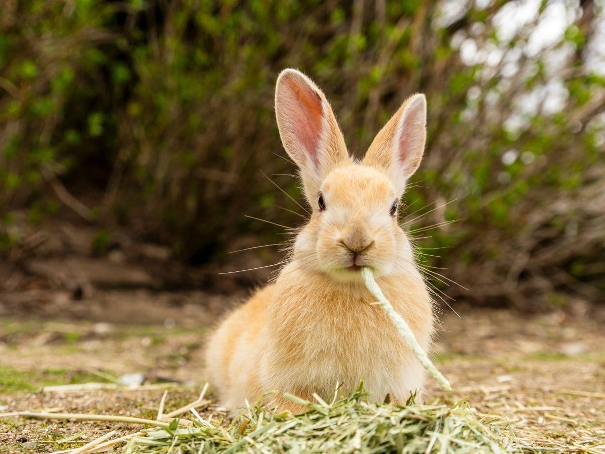 Rabbit in a field
