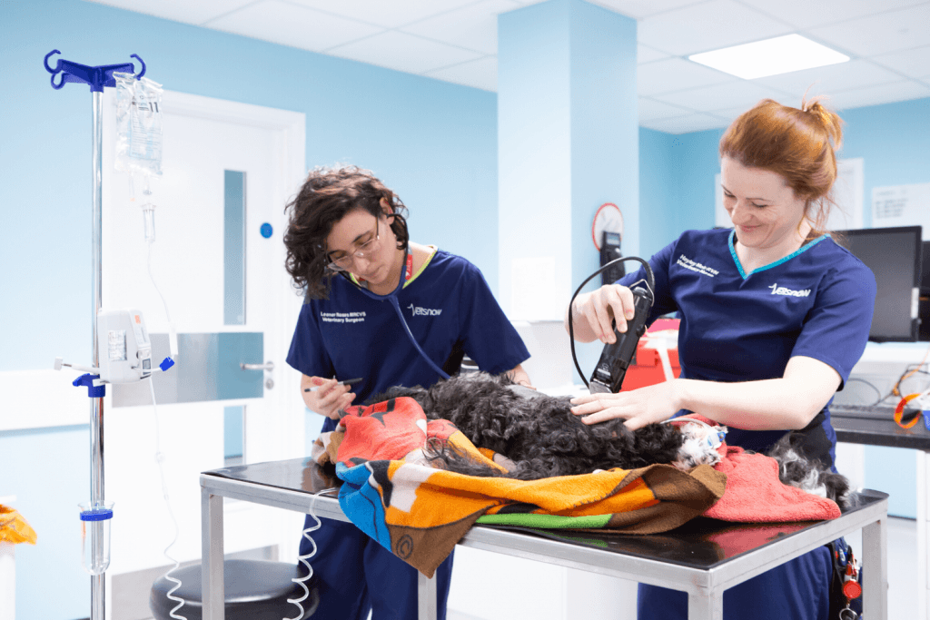Vet-prodessional-Cert-VN-2