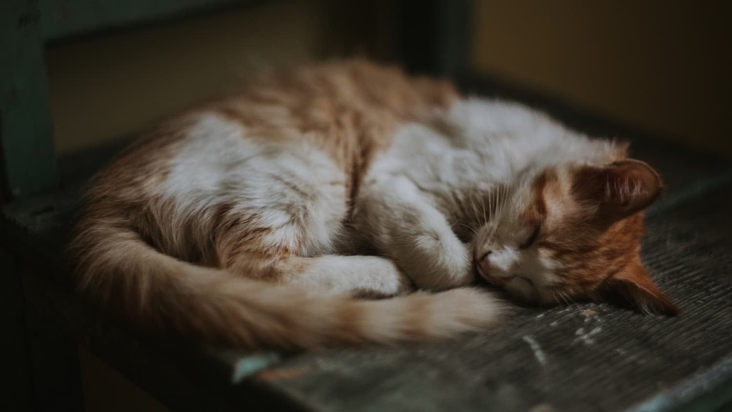 my-cat-keeps-being-sick-cat-vomiting
