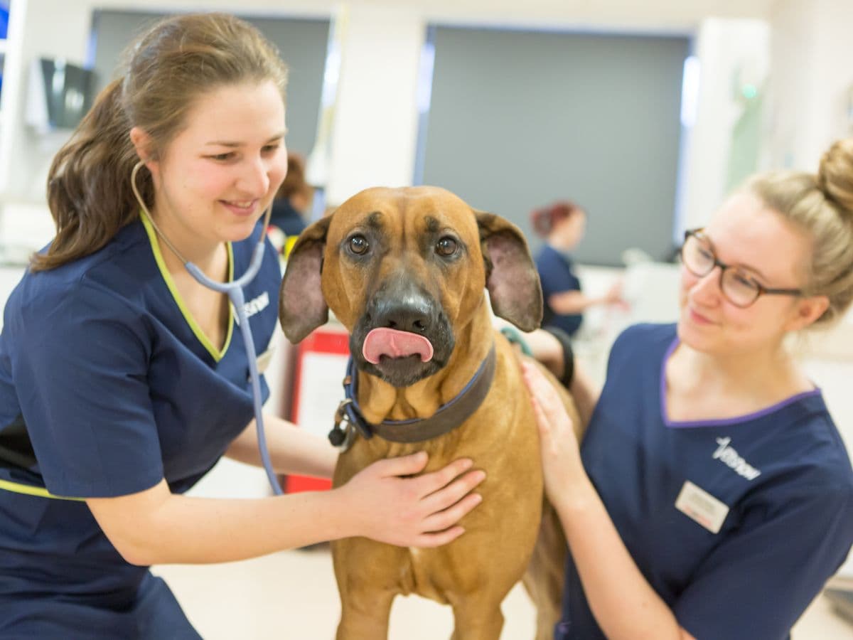 vet-nurses-checking-dog-in-clinic