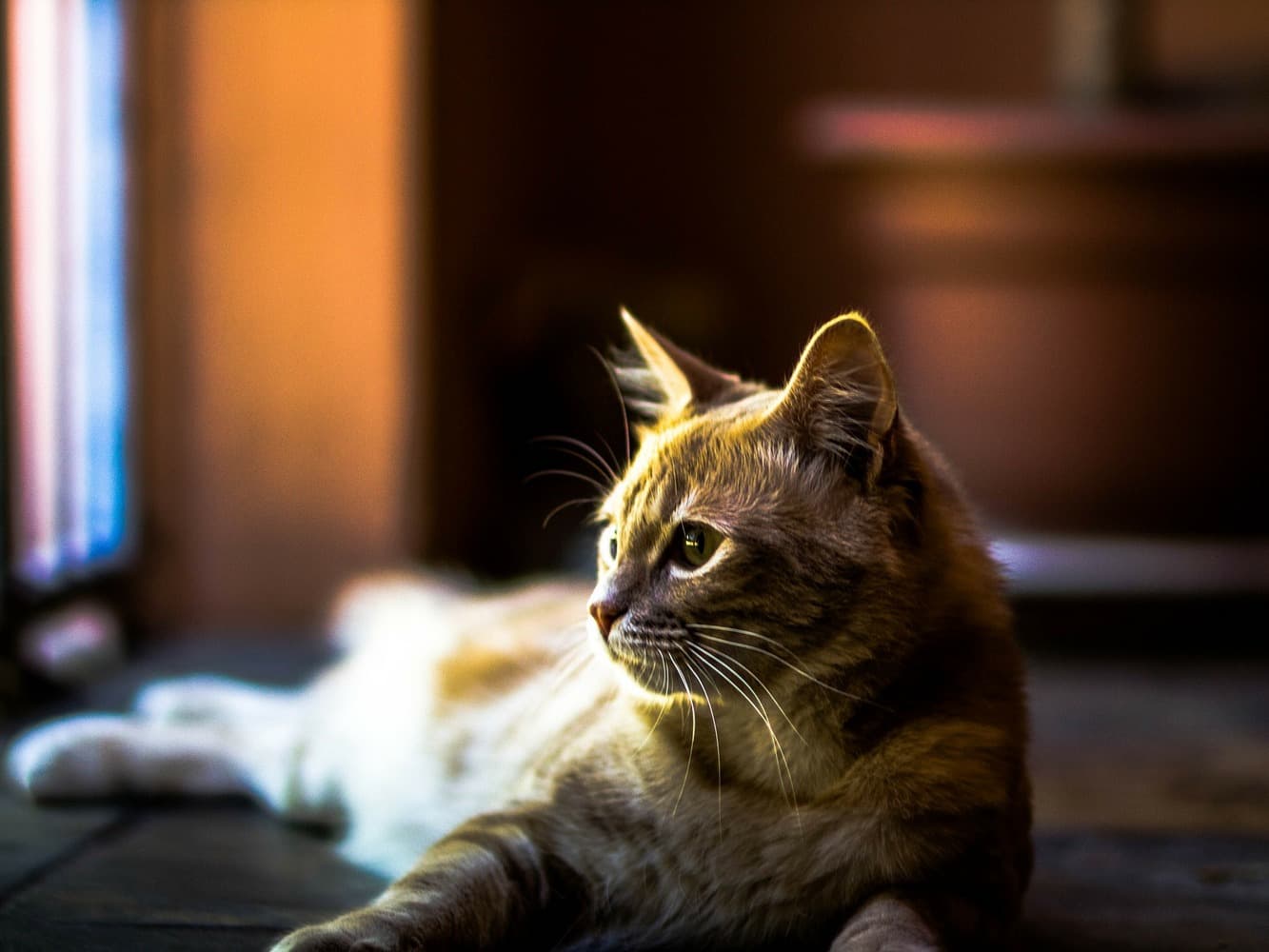 Cat with diarrhoea