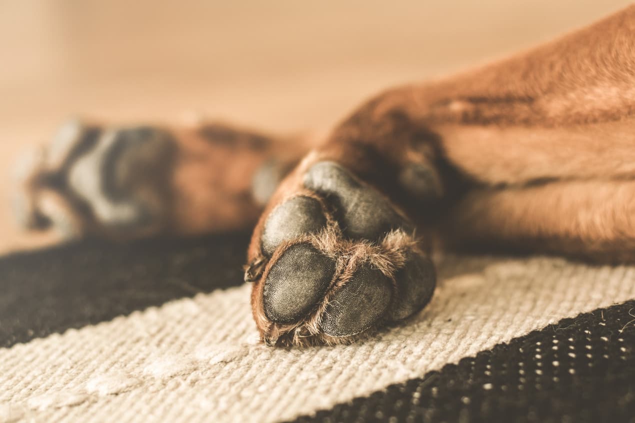 paws-1270x847