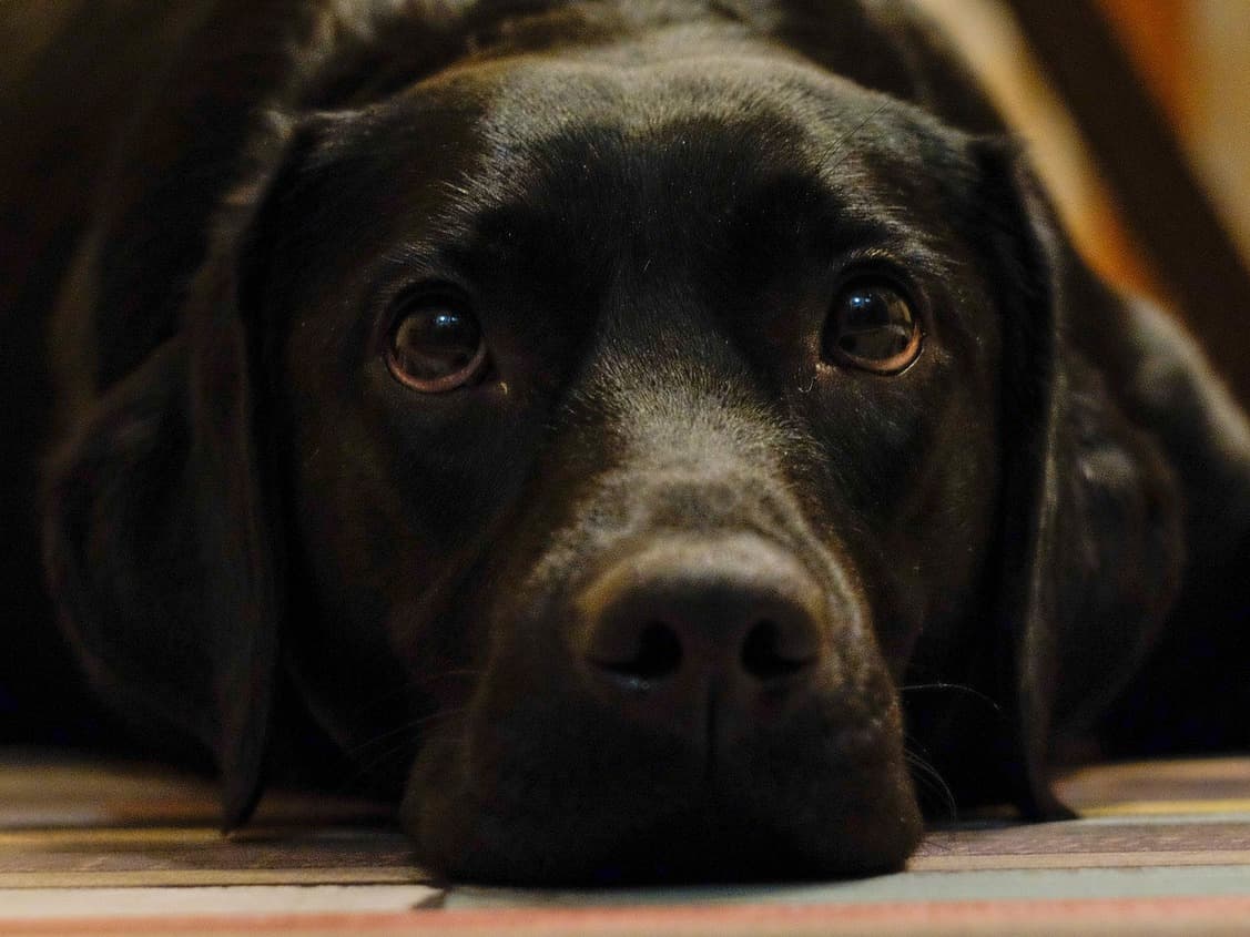 Constipated dog lying down