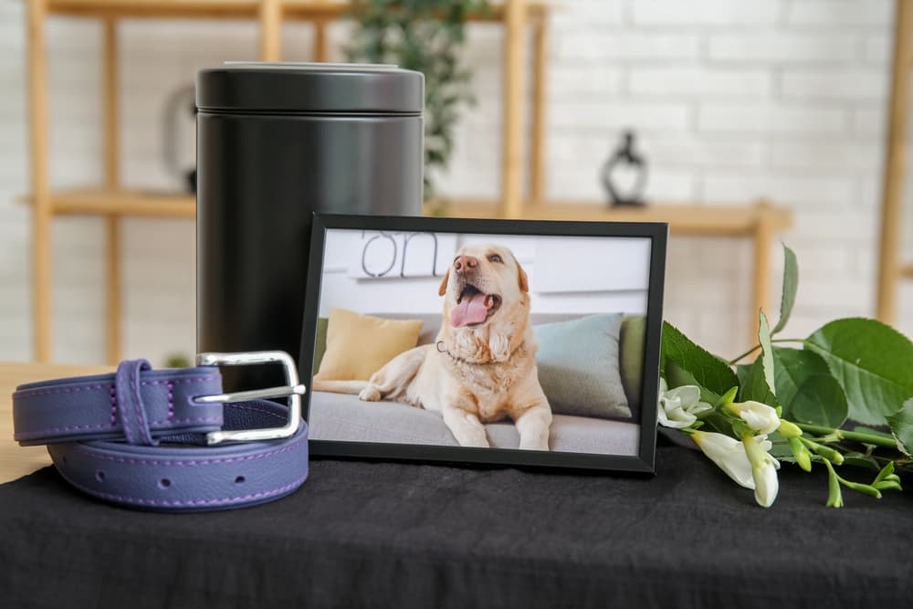 dog frame