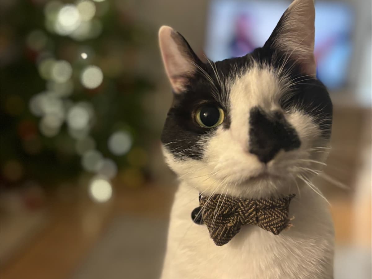 From near death to recovery: Saving Gus after a serious… – body
