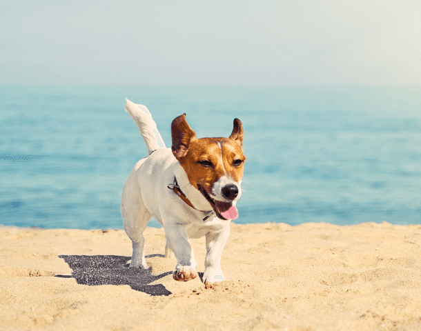 Jack russell beach image