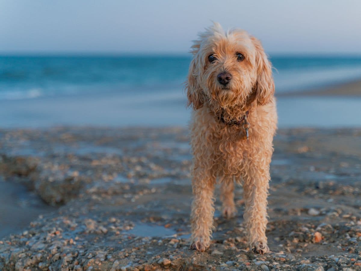 Cockapoo on pebbly beach