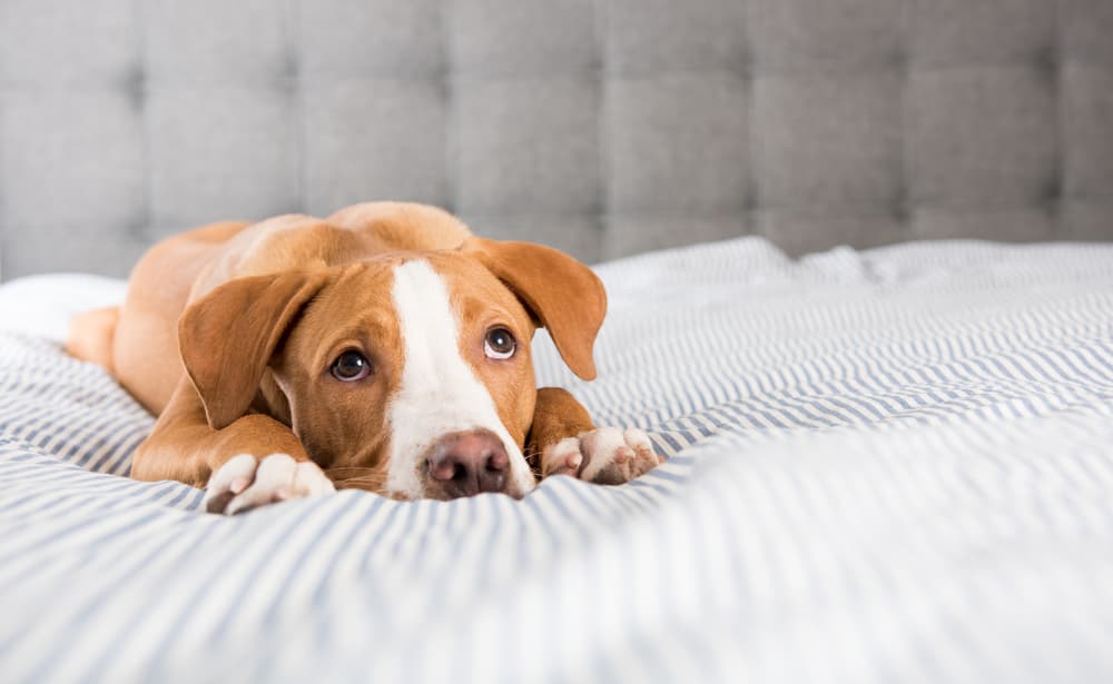 AHDS in dogs - inline