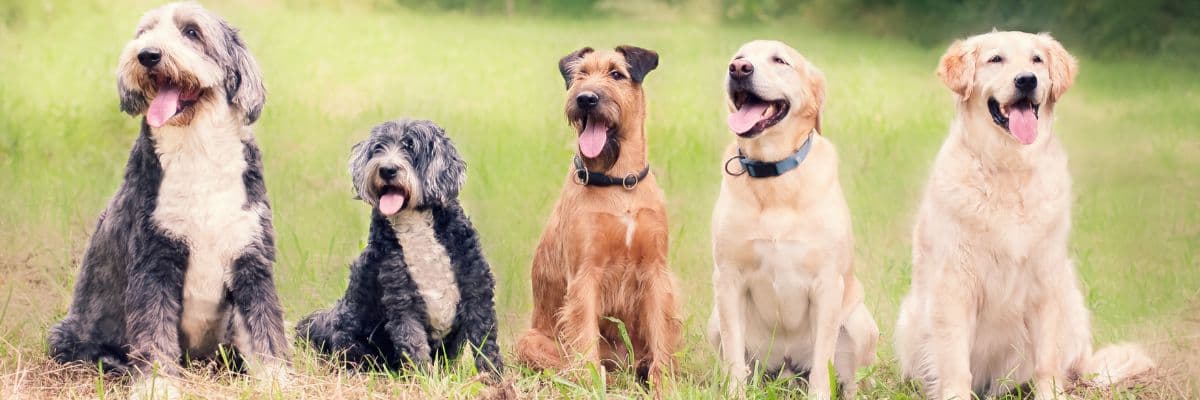 group-of-dogs-outdoors-banner
