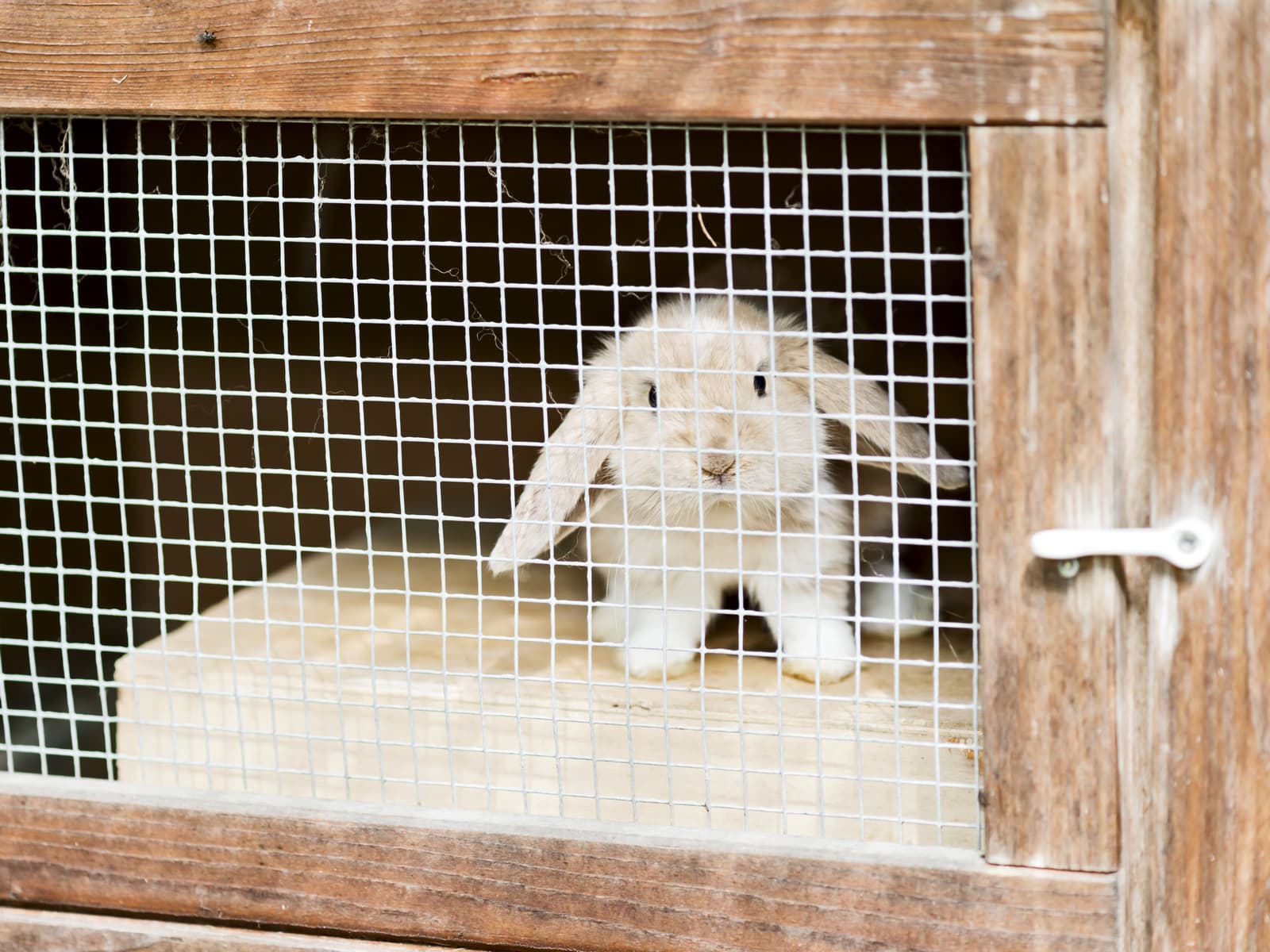Rabbit peering through the wire mesh of a wooden hutch