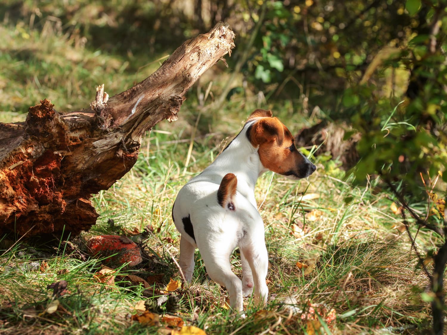 Dog by log in forest - can dogs eat mushrooms
