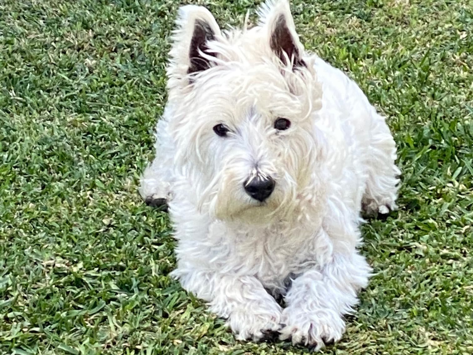 Baxter the dog