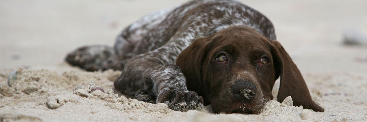 Dog ate sand – hero