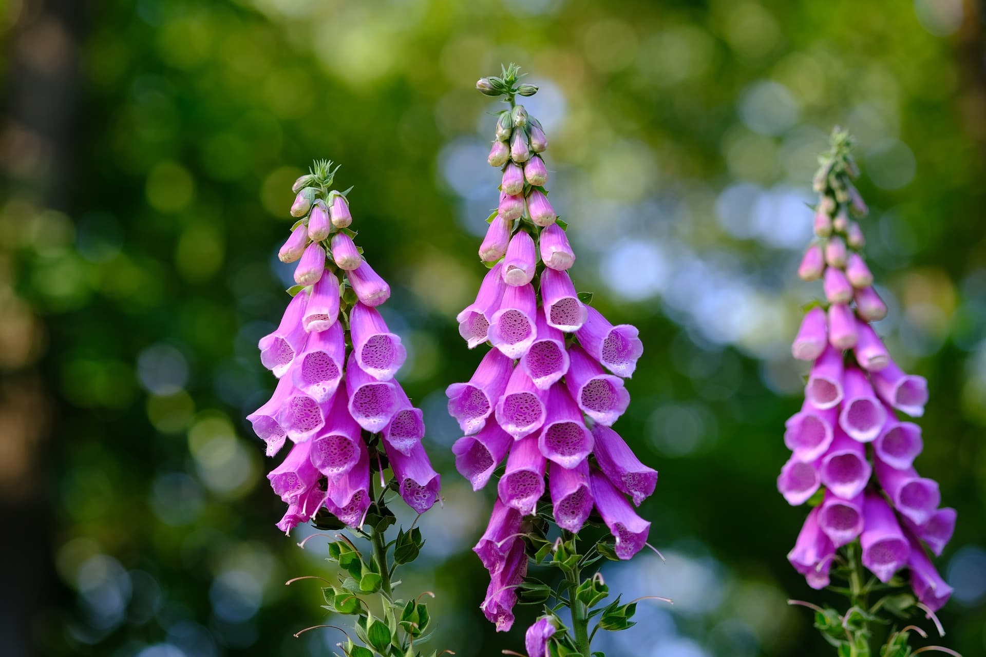 Foxglove toxic plants
