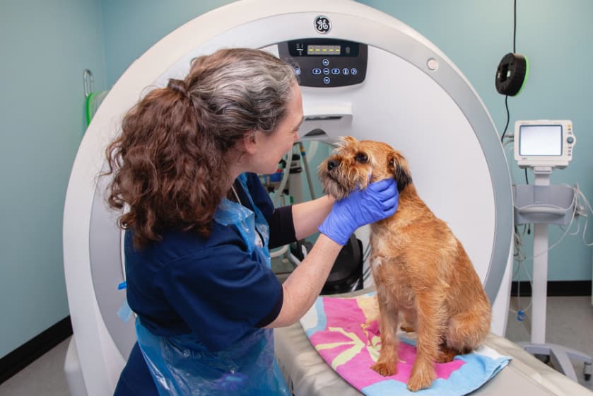 Vet examining a border terrier seated on a towel beside a CT scanner