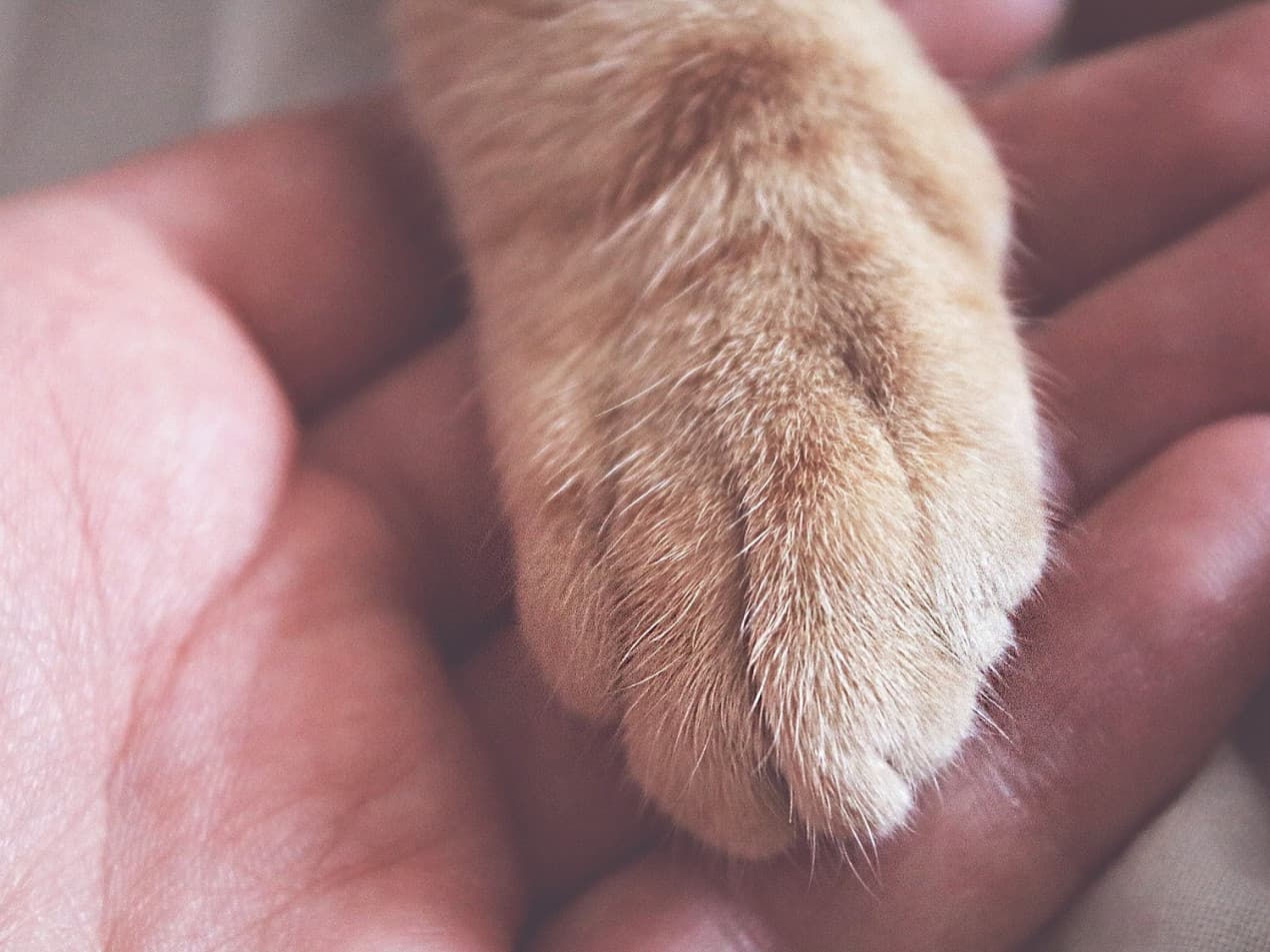 Paw in hand - how to help a sick pet hero
