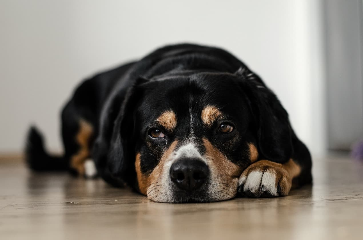 dog-691641_1920-1270x841