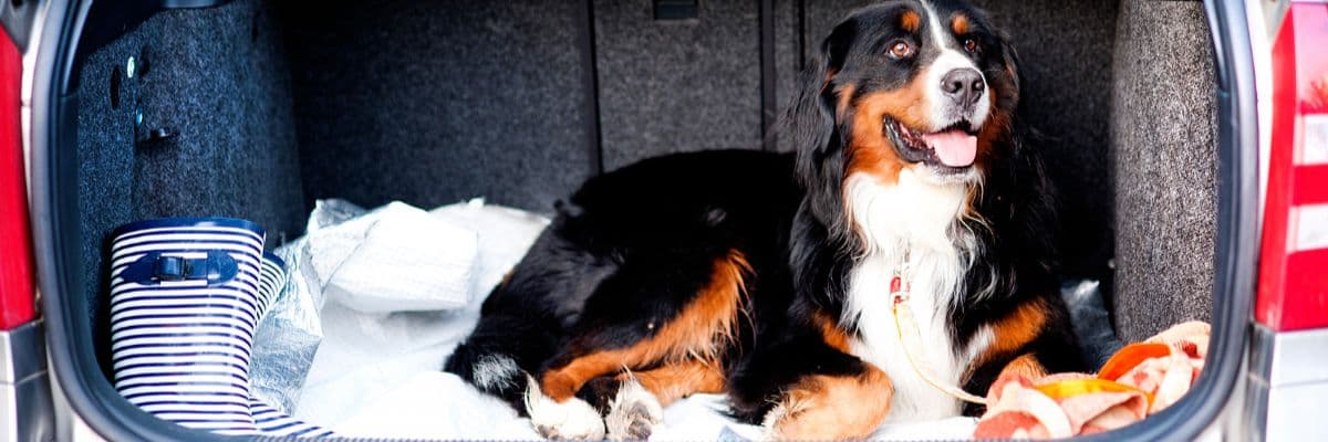 Dog car travel – hero