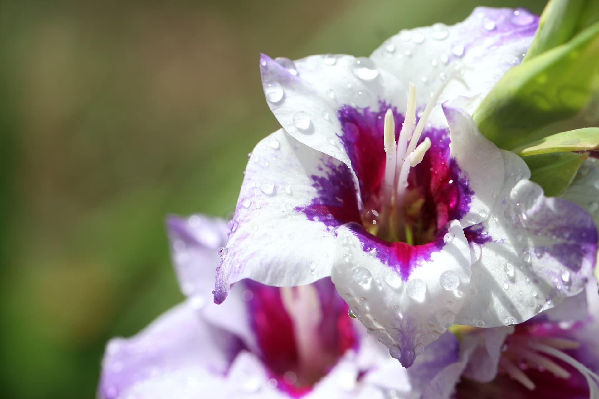 Gladioli toxic plants