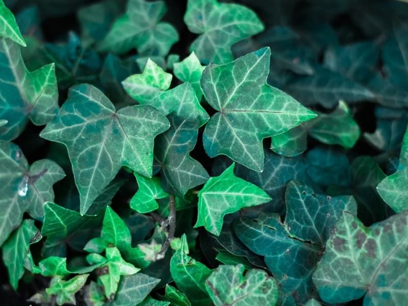 Common-Ivy-Leaves-Close-up