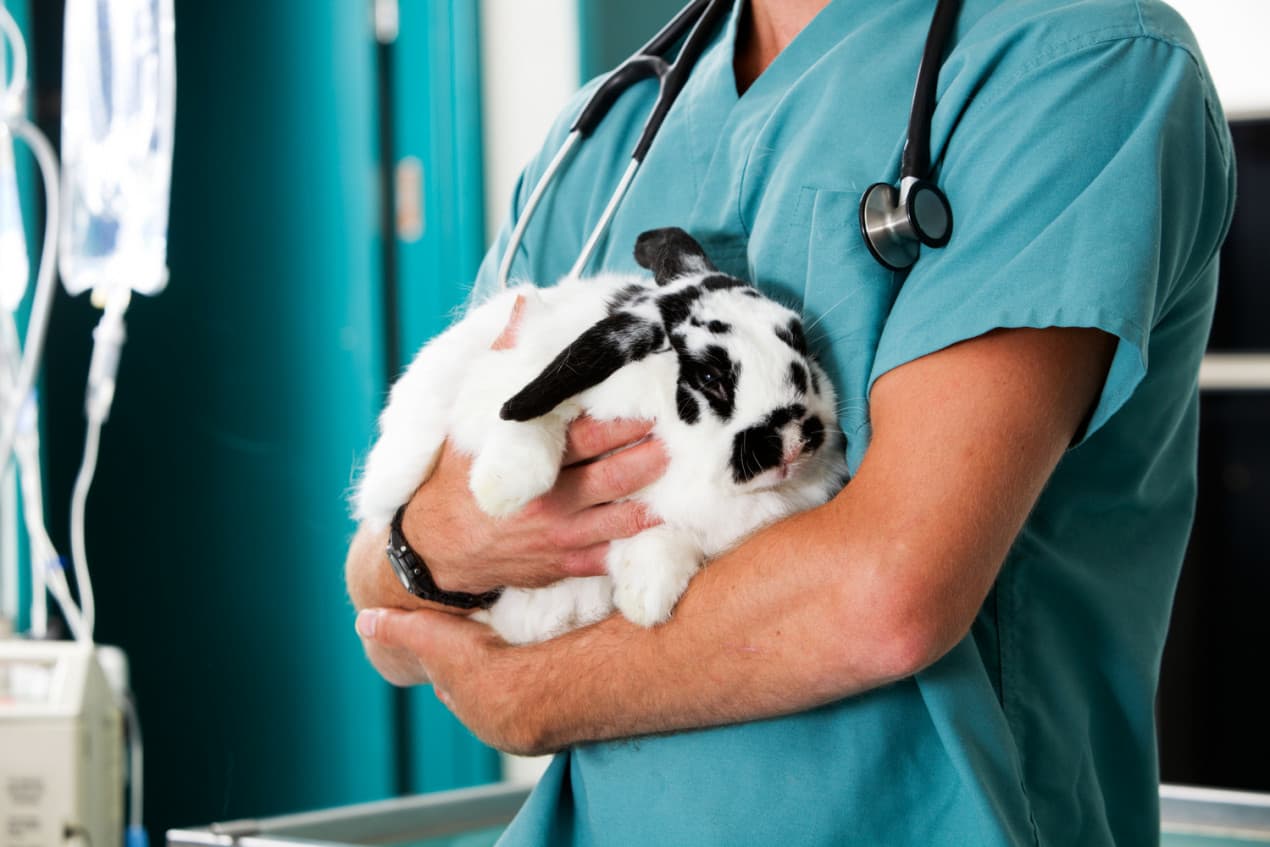 Myxomatosis in rabbits - hero