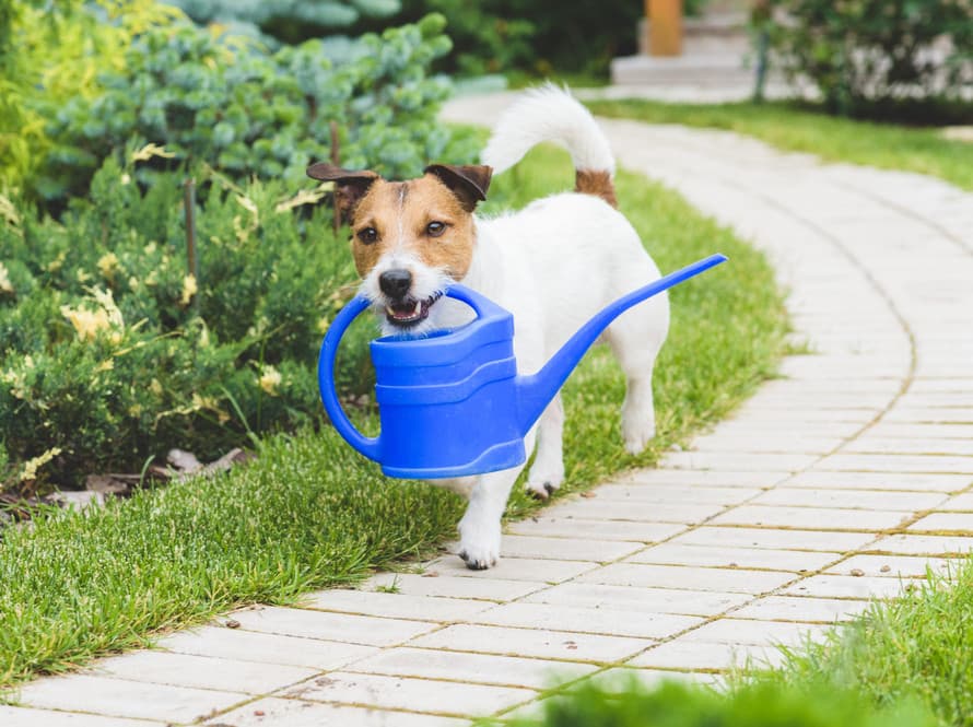 Dog friendly garden